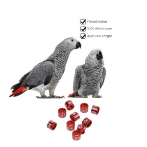 Jako Papağan Bilezikleri (5) Adet